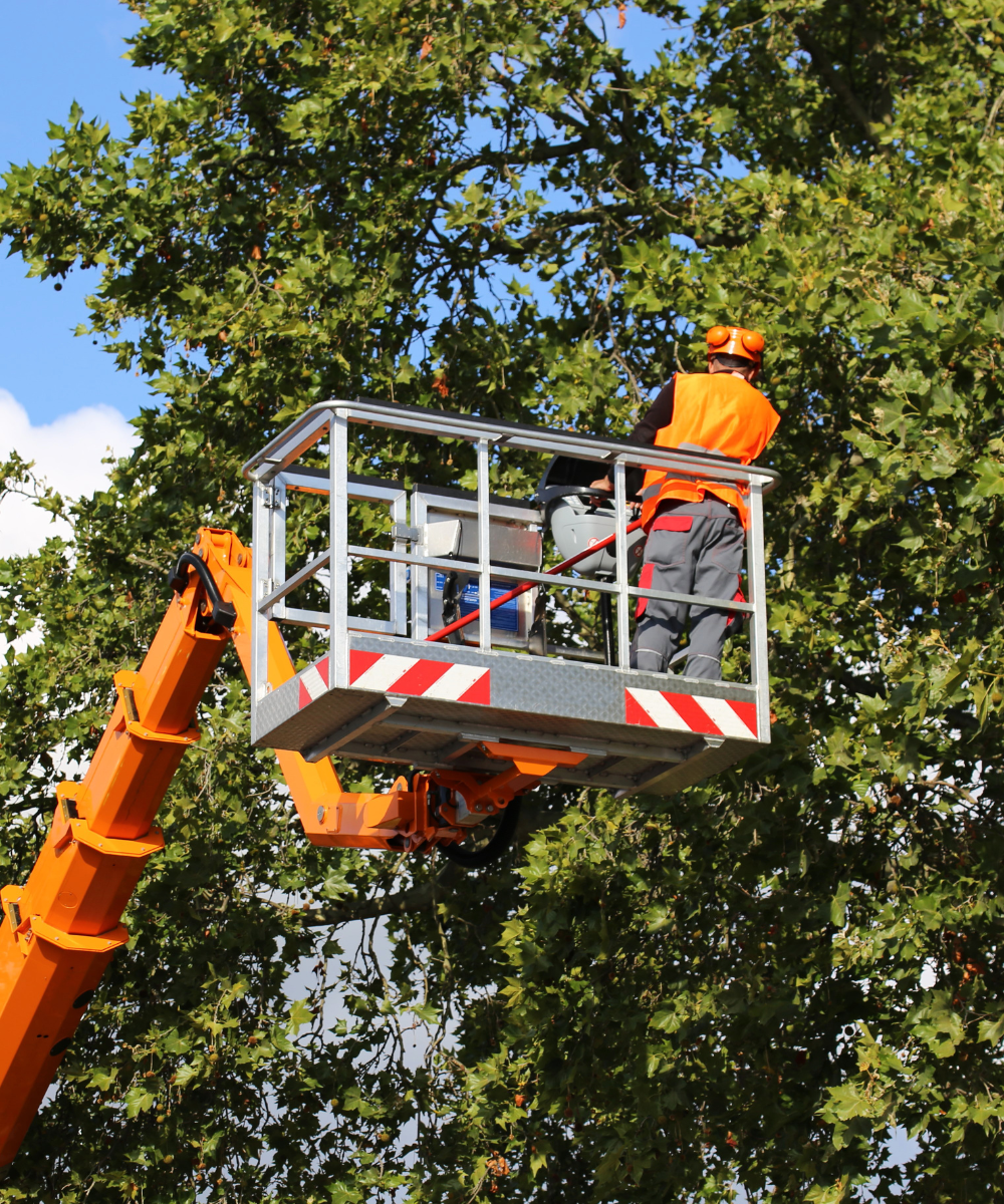 Land clearing & tree service Wetumpka AL services being done in a tree at a client's property.